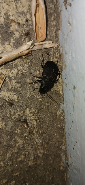Chlaenius tristis - fekete bűzfutó