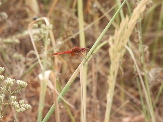 Crocothemis erythraea - skarlát szitakötő