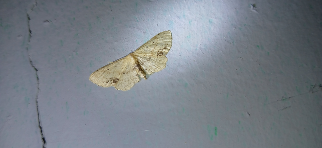 Idaea dimidiata - gyakori apróaraszoló