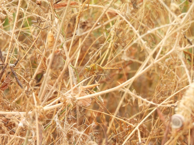 Orthetrum coerulescens - karcsú pásztorszitakötő
