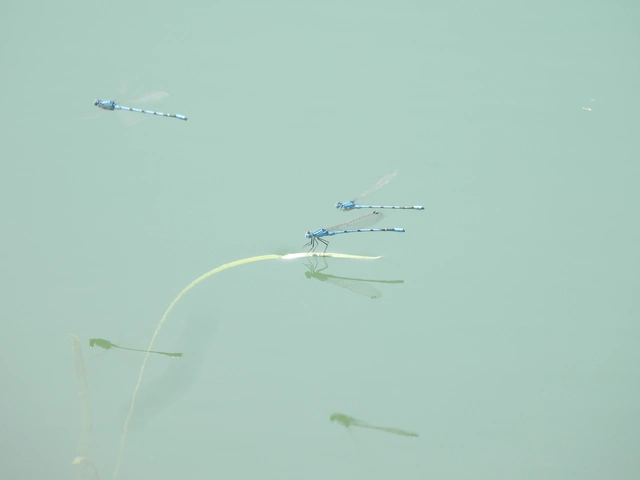 Enallagma cyathigerum - kéksávos légivadász