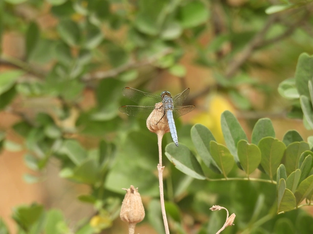Orthetrum coerulescens - karcsú pásztorszitakötő