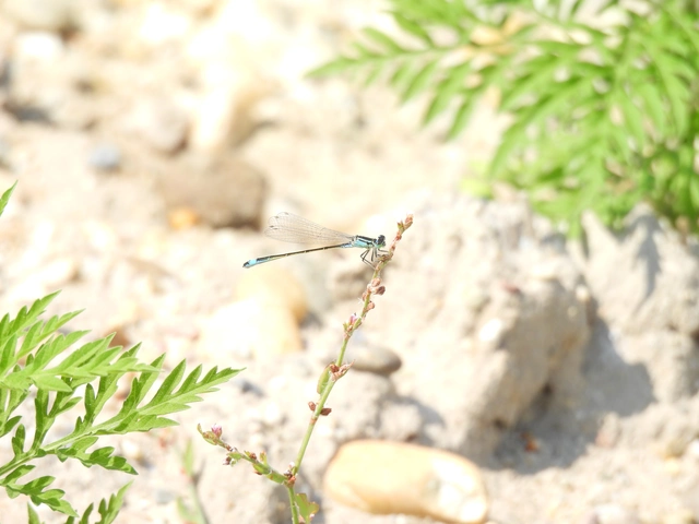 Ischnura elegans pontica - kéköves légivadász