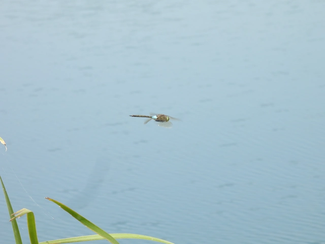 Anax parthenope - barna óriásacsa