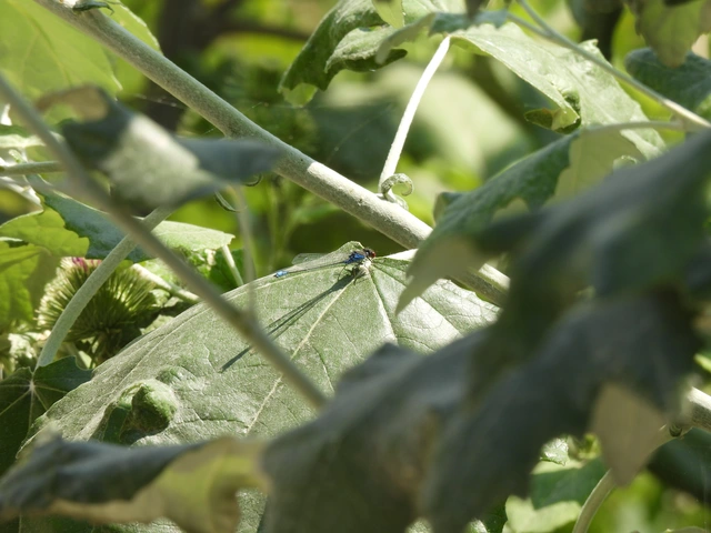 Erythromma viridulum - kis pirosszemű-légivadász