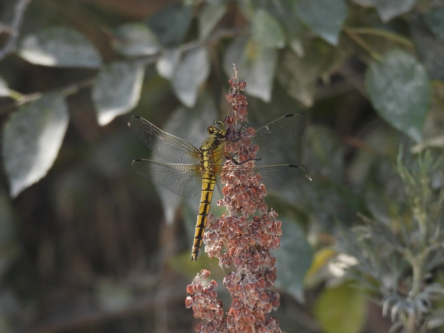 Orthetrum cancellatum - feketefarkú pásztorszitakötő