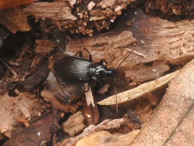 Limodromus assimilis - vöröslábú kisfutó
