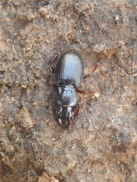 Molops piceus - közönséges zömökfutó Molops piceus - közönséges zömökfutó