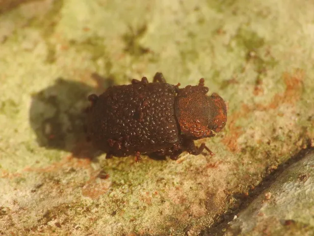 Bolitophagus Bolitophagus