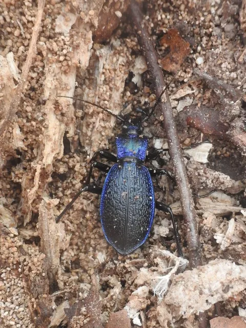 Carabus intricatus - kék laposfutrinka Carabus intricatus - kék laposfutrinka
