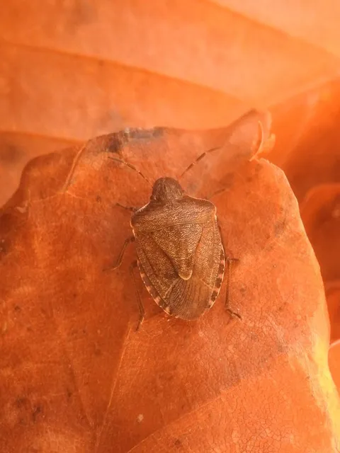 Peribalus strictus - tavaszi címerespoloska Peribalus strictus - tavaszi címerespoloska