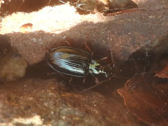 Bembidion dalmatinum - dalmát gyorsfutó