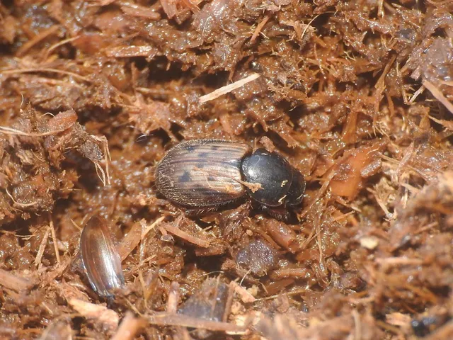 Aphodius obliteratus - sötétjegyű trágyabogár