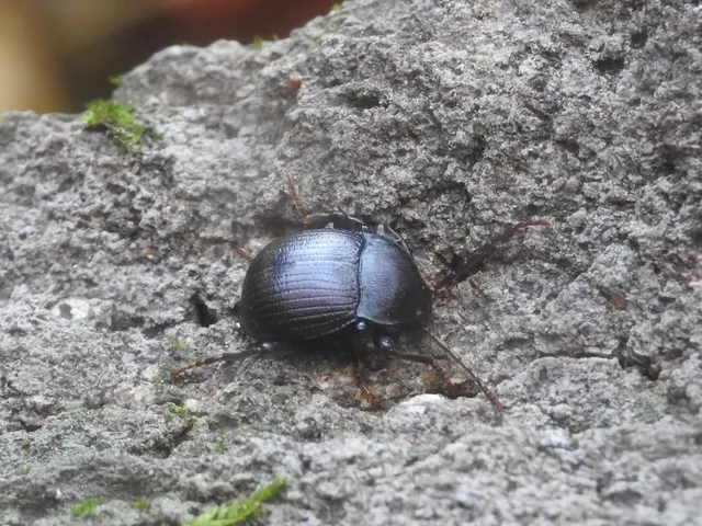 Accanthopus velikensis