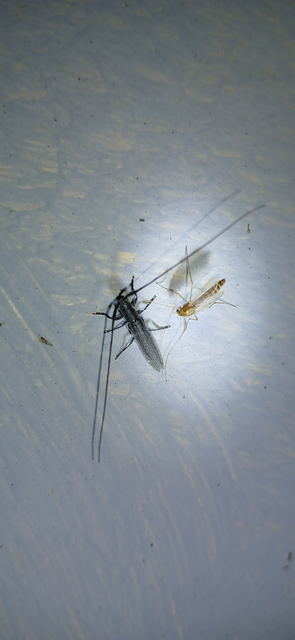 Calamobius filum - hosszúcsápú szalmacincér