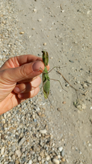 Mantis religiosa - imádkozósáska
