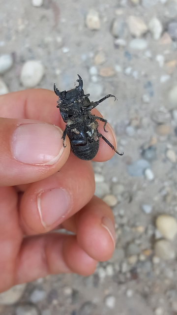 Dorcus parallelipipedus - kis szarvasbogár