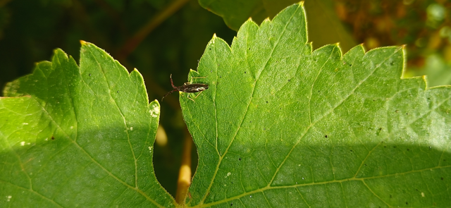 Heterotoma merioptera/planicornis