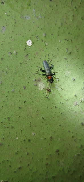 Oedemera croceicollis - pirostorú álcincér