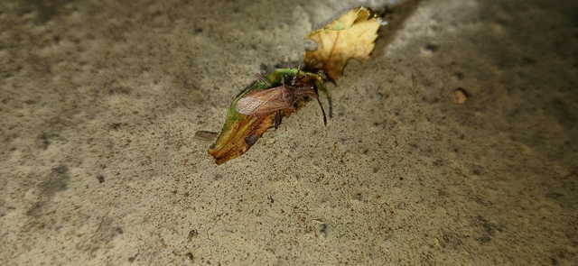 Coriomeris