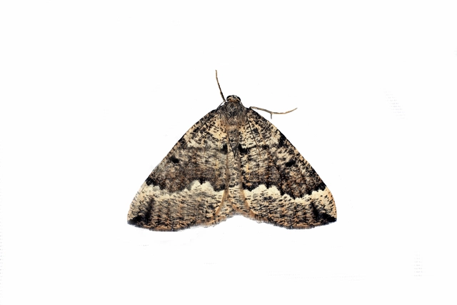 Puengeleria capreolaria - hegyi szemcsésaraszoló