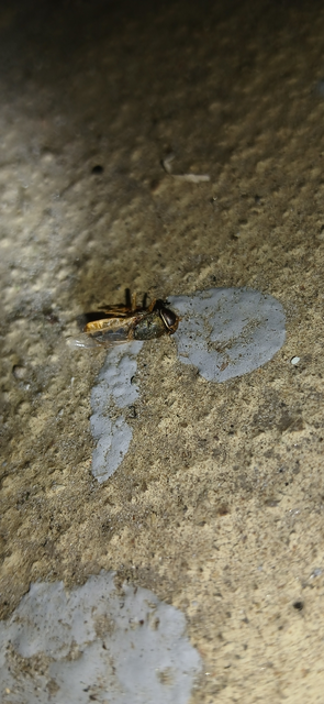 Stratiomyidae - katonalégyfélék