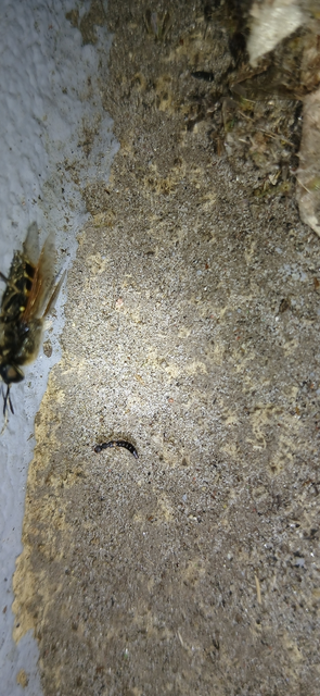 Astenus procerus - karcsú köviholyva