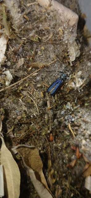 Agapanthia