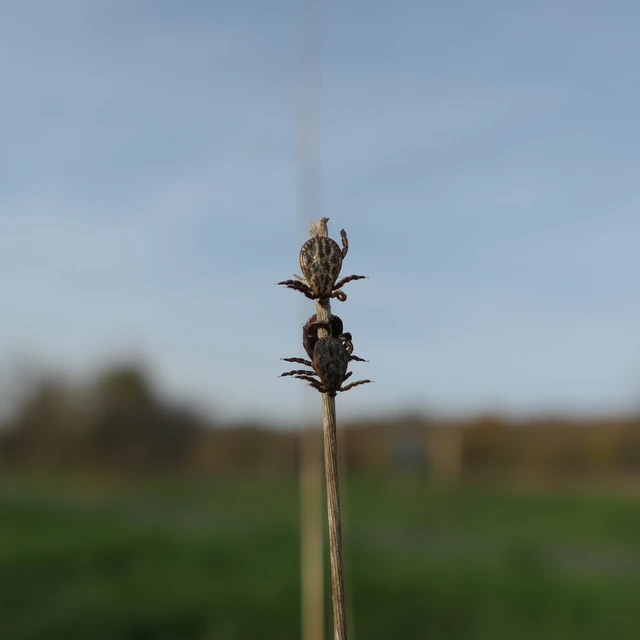 Ixodida - Kullancsalakúak