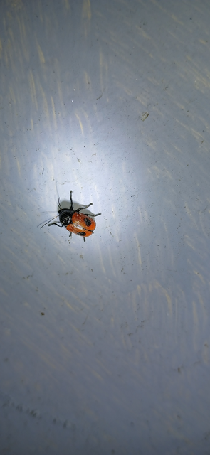 Cryptocephalus bipunctatus - kétpettyes zömökbogár