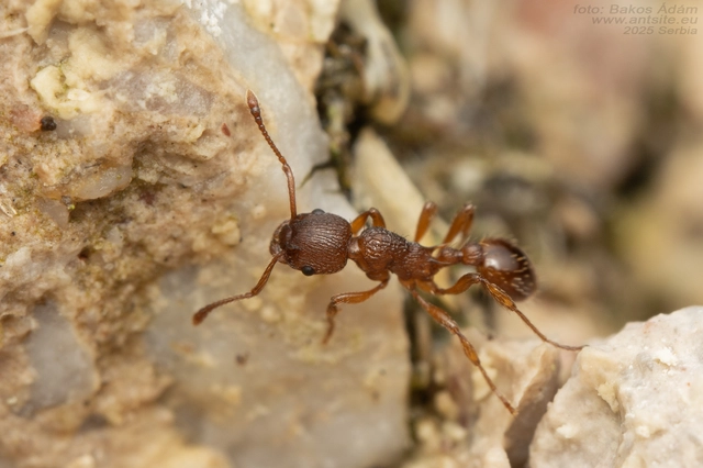 Myrmica rugulosa - karcsú bütyköshangya