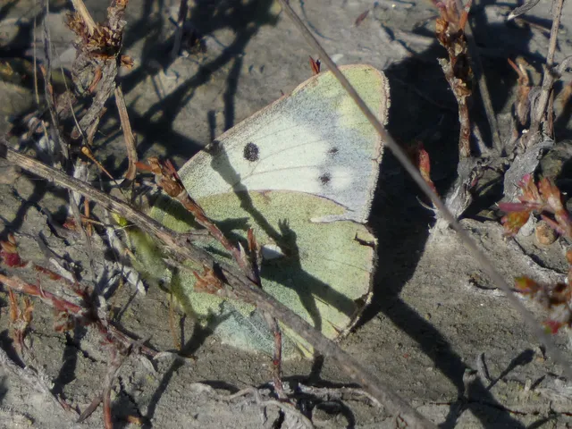 Colias