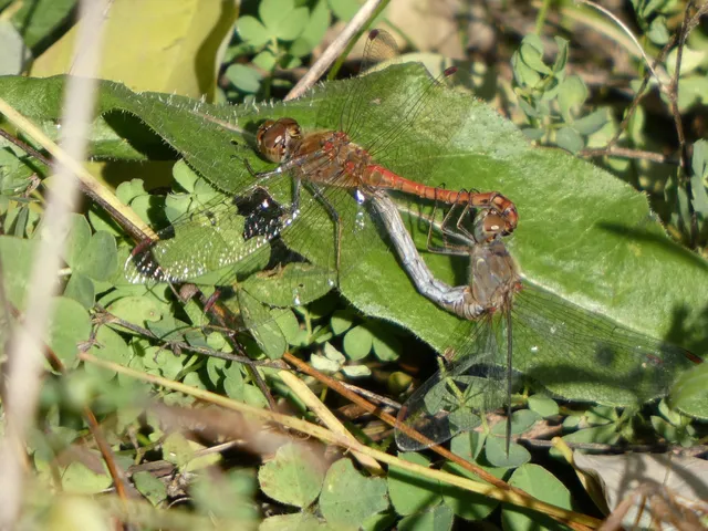 Sympetrum striolatum - harántsávos katona-szitakötő