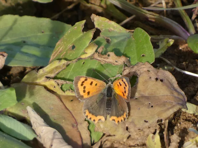 Lycaena phlaeas - közönséges tűzlepke