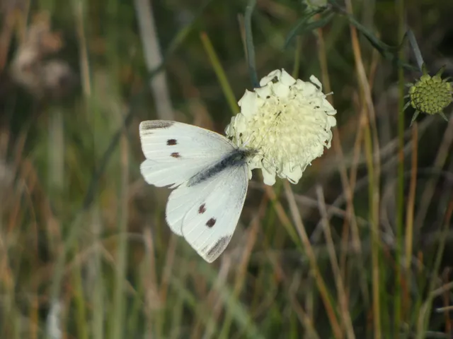 Pieris rapae - répalepke