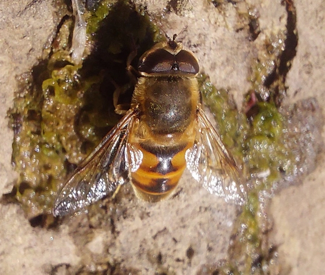 Eristalis tenax - közönséges herelégy