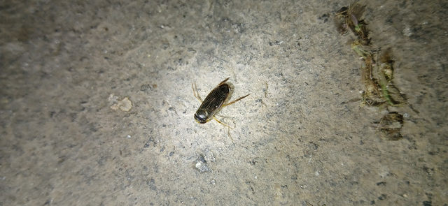 Corixidae - búvárpoloskák Corixidae - búvárpoloskák