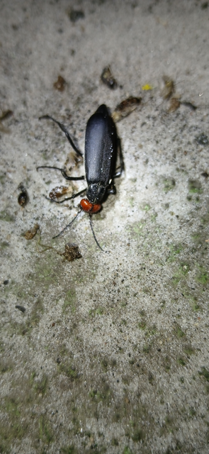 Epicauta rufidorsum - hollóbogár