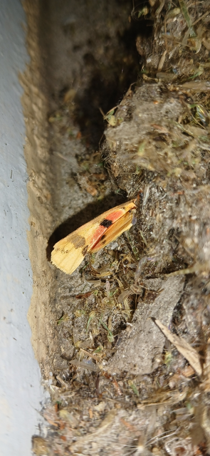 Rhyparia purpurata - bíborszínű medvelepke