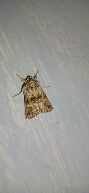 Calophasia lunula - gyújtoványfű-apróbagoly