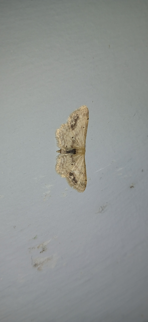 Idaea dimidiata - gyakori apróaraszoló