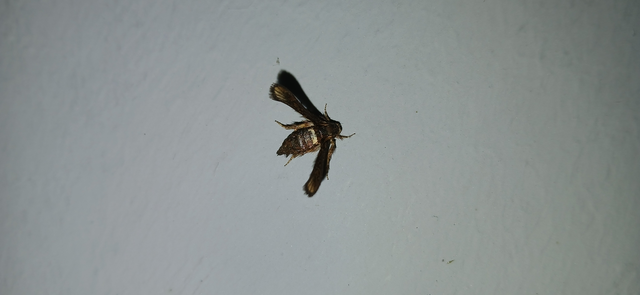 Microsphecia brosiformis - folyófűszitkár