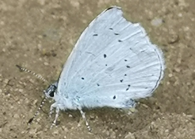 Celastrina argiolus - bengeboglárka