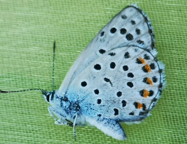 Pseudophilotes schiffermuelleri - apró boglárka