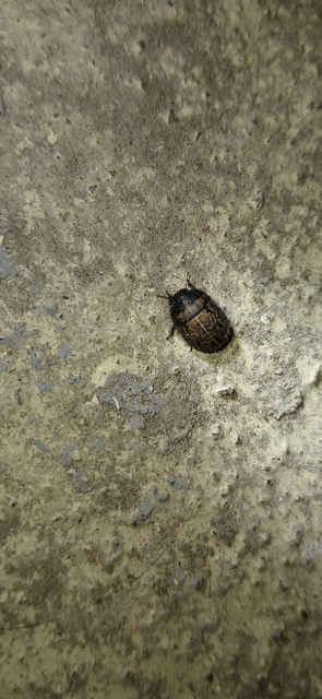Odontoscelis Odontoscelis