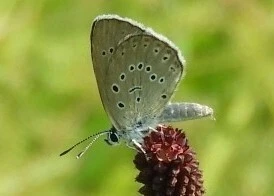 Phengaris teleius - vérfű-hangyaboglárka
