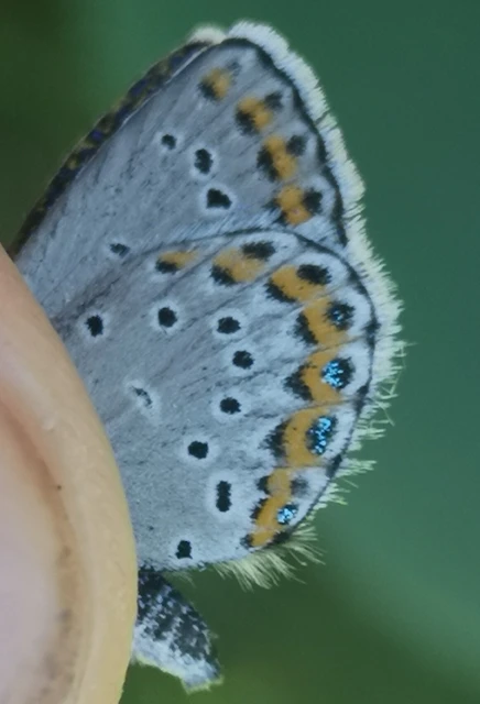 Plebejus argyrognomon - tintakék boglárka