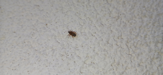Kleidocerys resedae - nyírbodobács