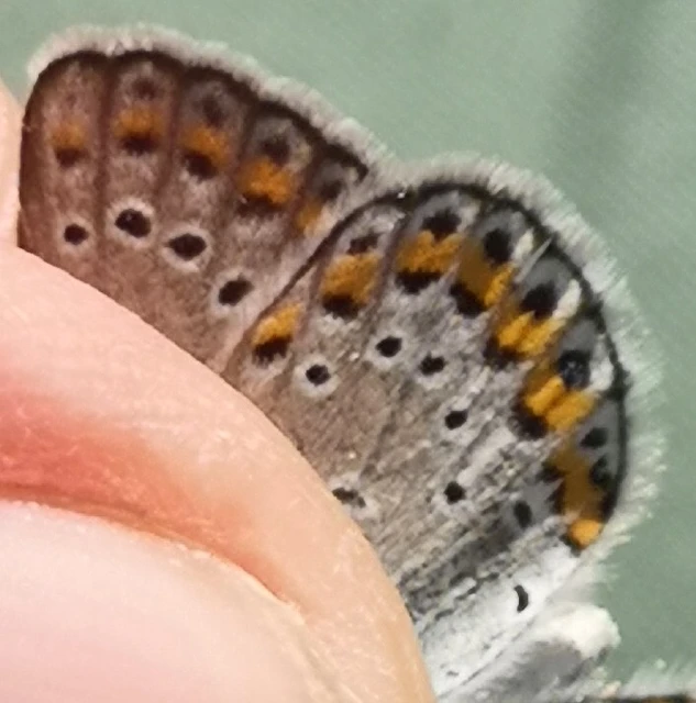 Plebejus idas - északi boglárka