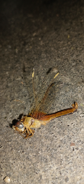 Crocothemis erythraea - skarlát szitakötő